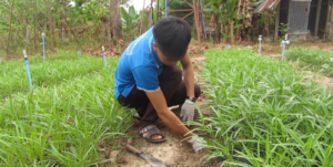 Figure 2- Testing how compost affects crop production at a farm in rural Laos 