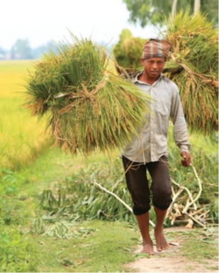 A young man harvesting rice in the Barind region (photo: Sanjiv de Silva).